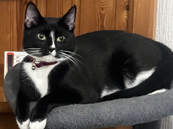 Alfie — Domestic Cat