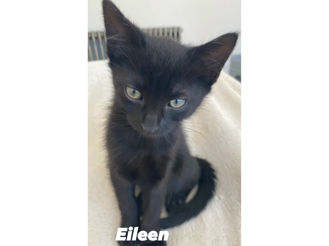 EILEEN