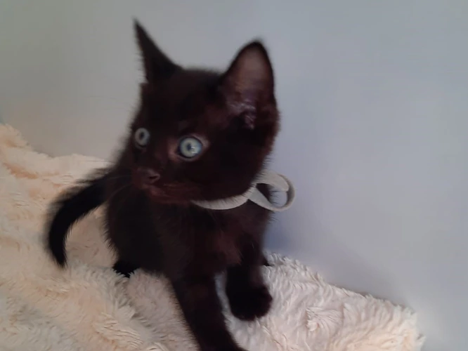 Elliot