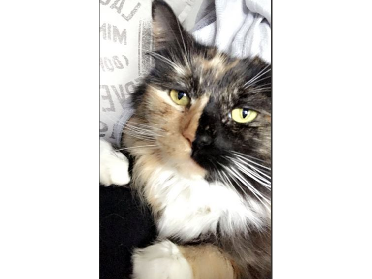 Find a cat near you Adopt a cat Cats Protection