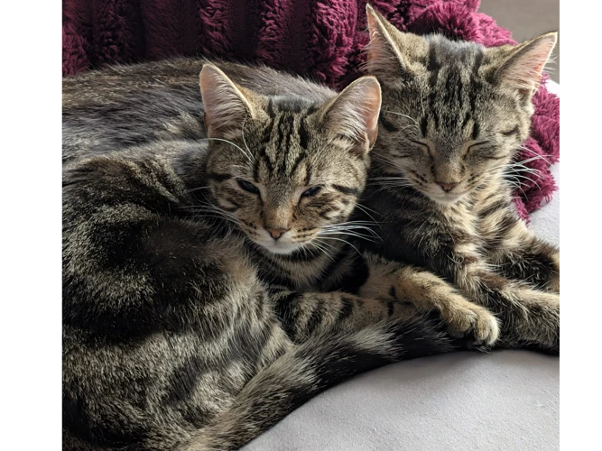 Bramble & Violet
