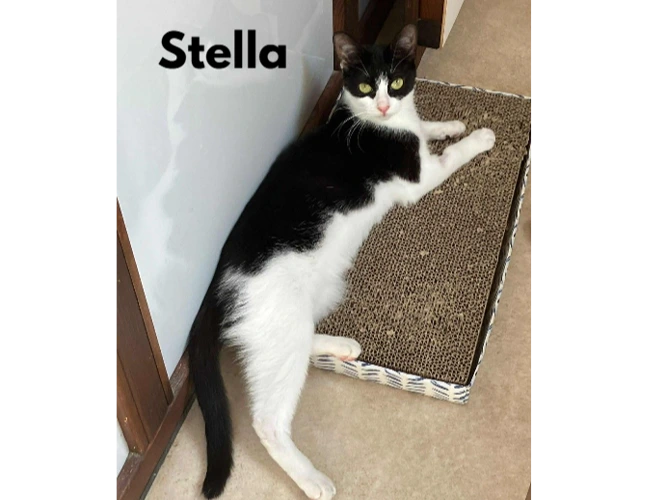 Stella and Star