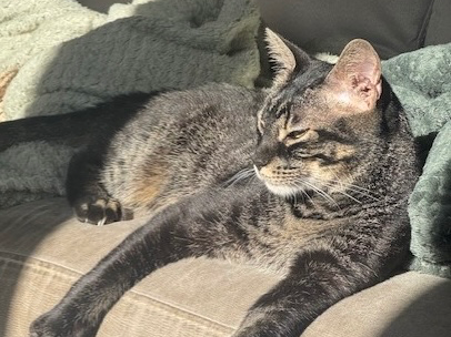 Ace — Domestic Cat