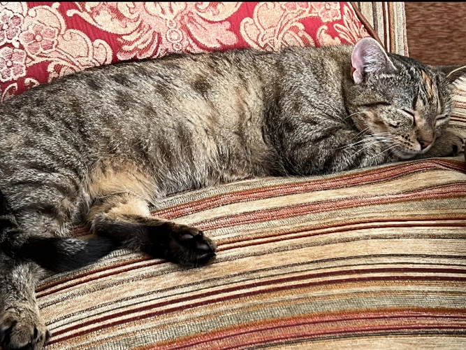 ROSIE