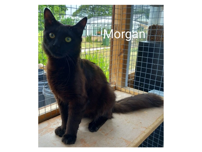 Morgan