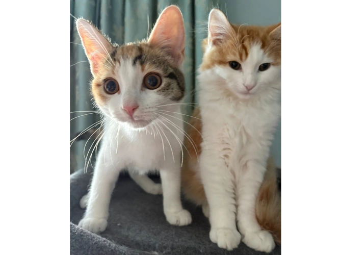 DRH Bagel (M) & Pretzel (F)