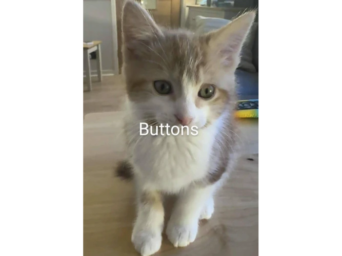 BUTTONS