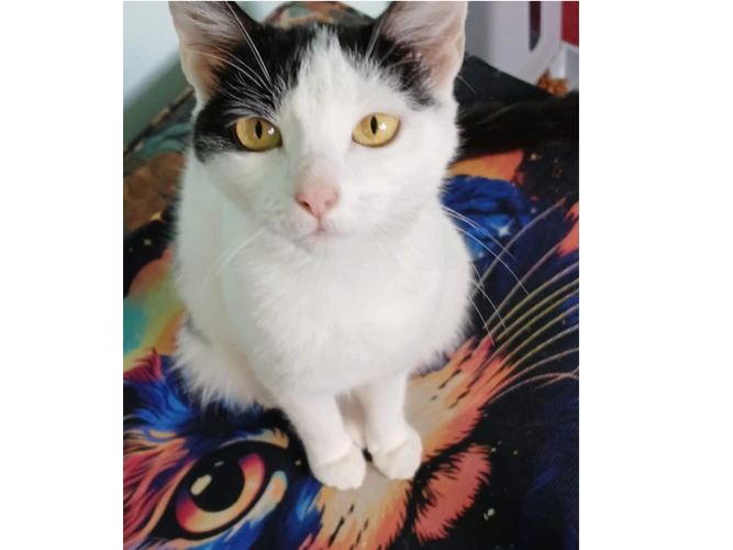 Bella