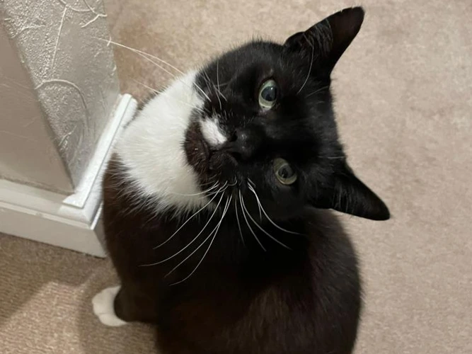 6-year-old Mittens