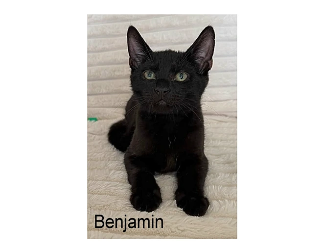 BENJAMIN