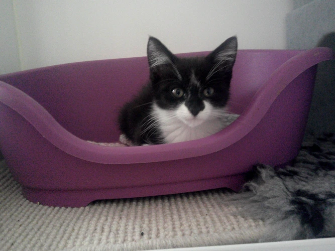 Sassy