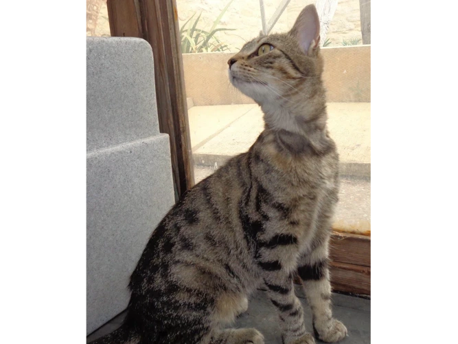 Kismet