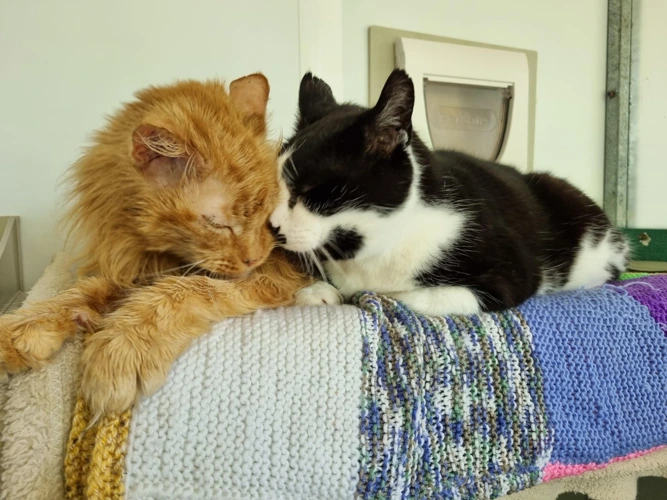 Ginger and Lucky