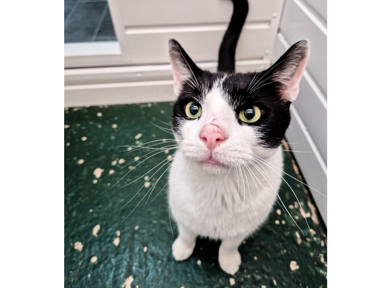Find A Cat Near You | Adopt a Cat | Cats Protection