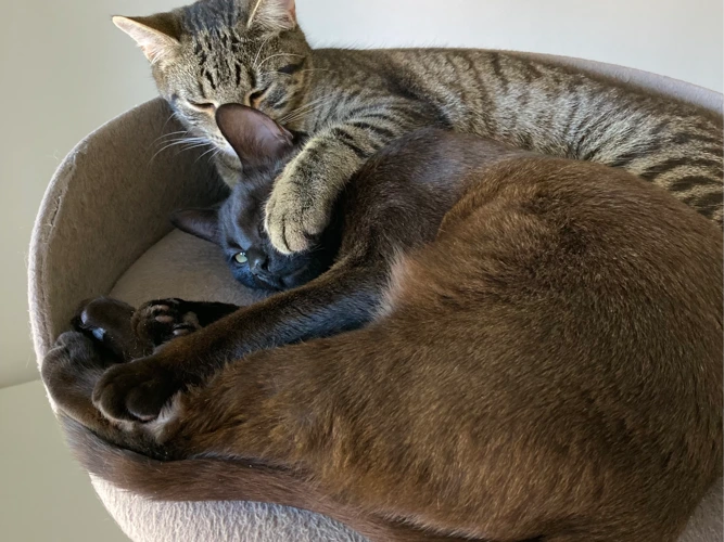 Salem and Dobby