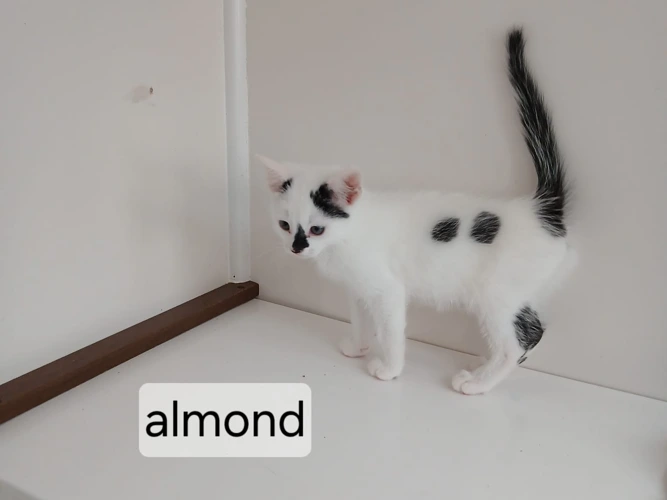 Almond
