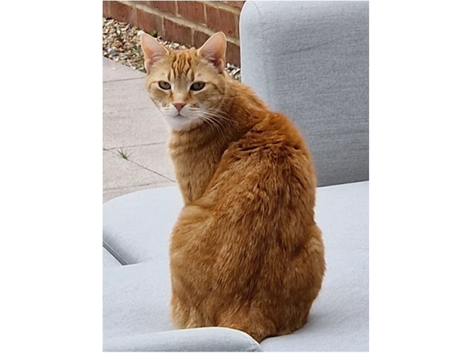 Oscar