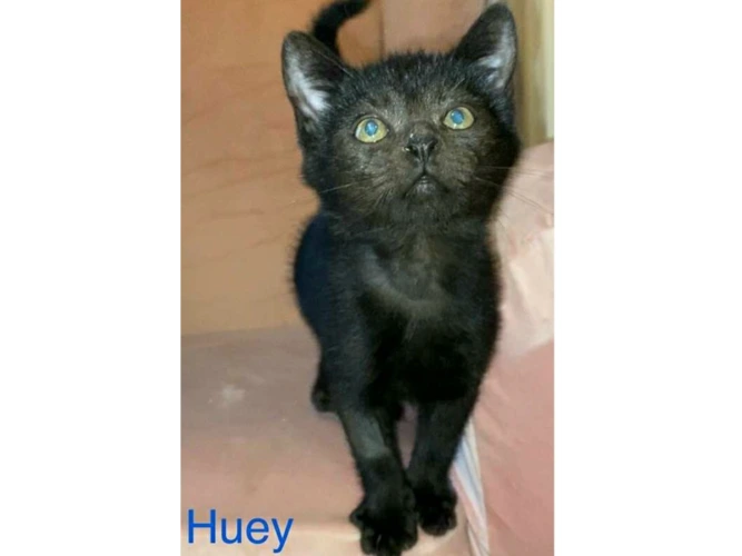HUEY