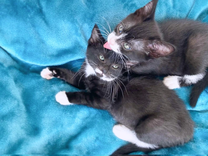 Scott (M) & Paddy (F)