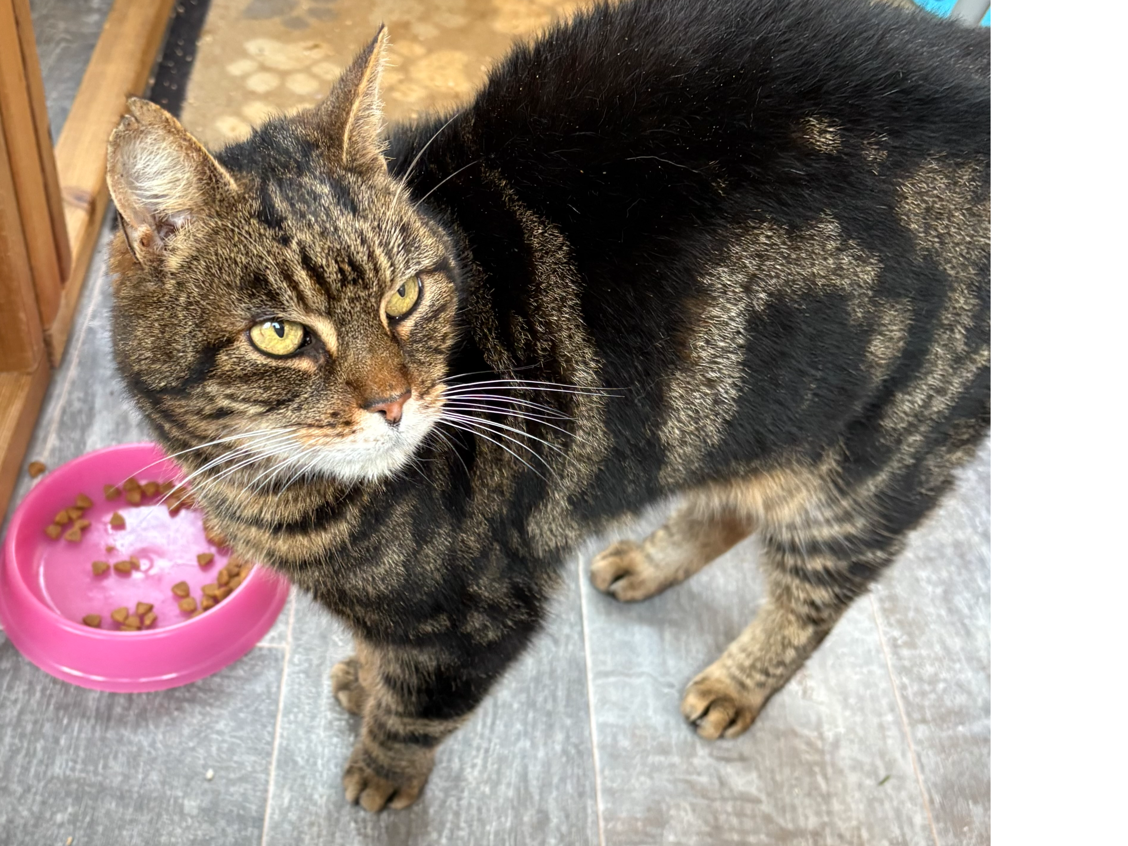 Nessie — Domestic Cat