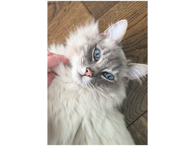 Charlie