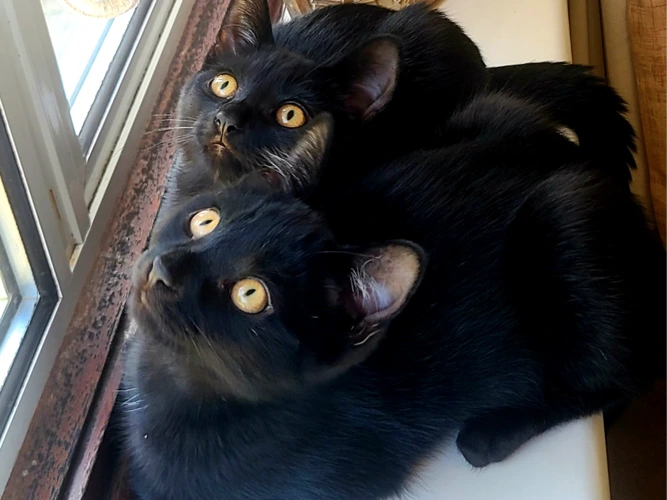 Leo & Luna