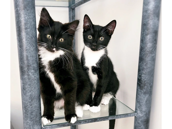 Lego & Junior