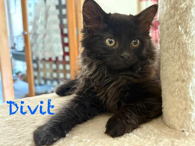 DIVIT