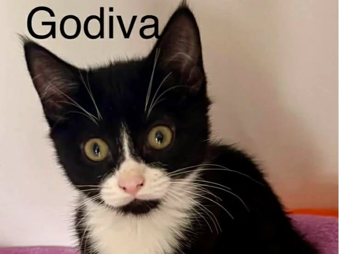 Squidge, Jumble, Godiva and Cutter