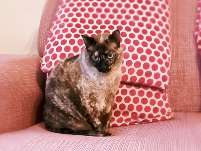 Evie