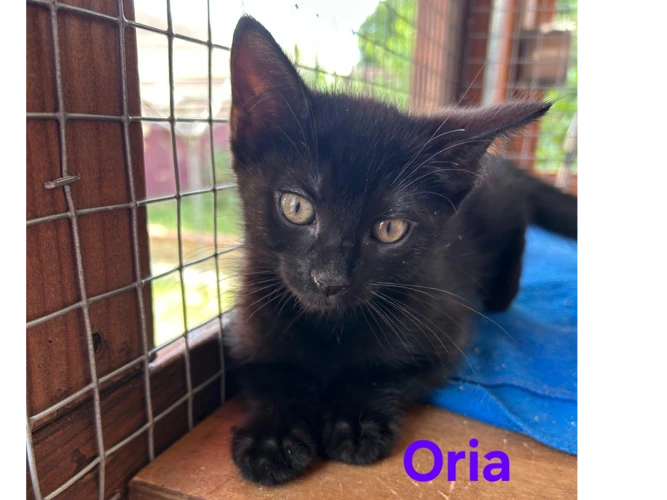 Oria. (F) Orla. (F)