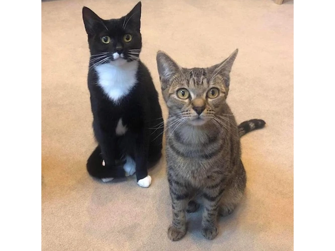 TIDDLES & RUSTY