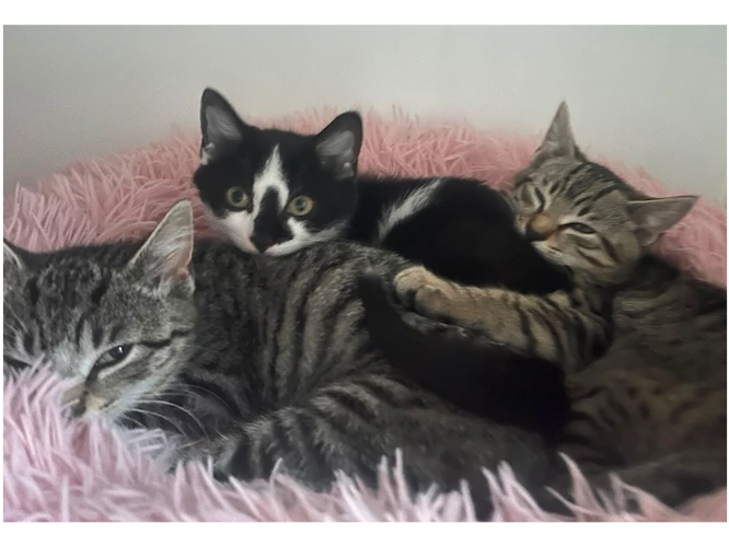 LEO, LACEY & LESTER
