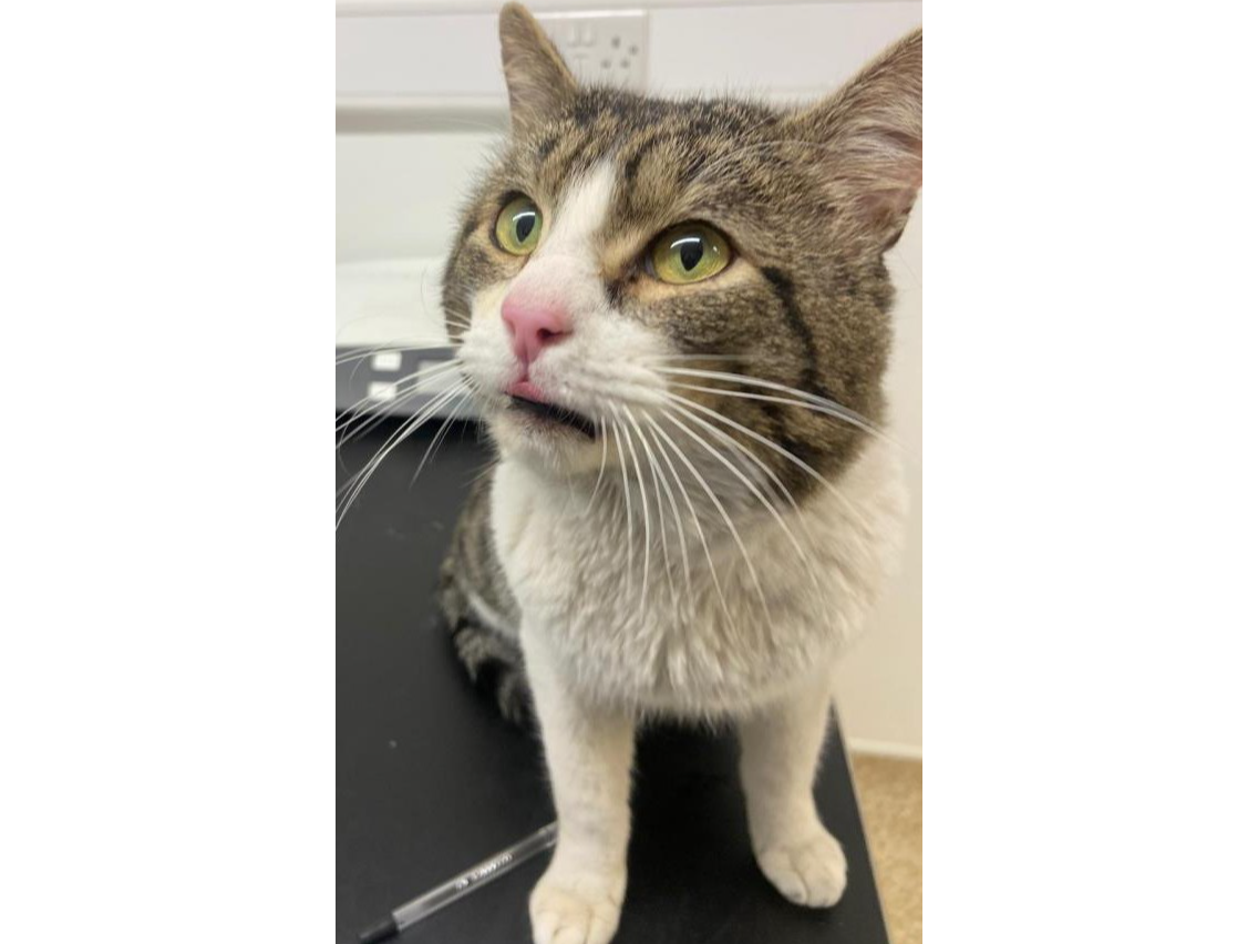 Milo — Domestic Cat