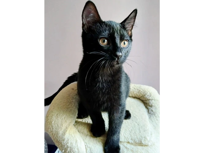 SOOTY