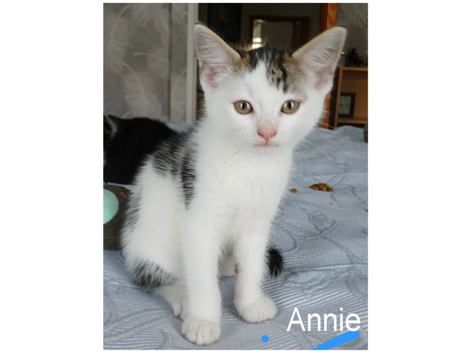 ANNIE
