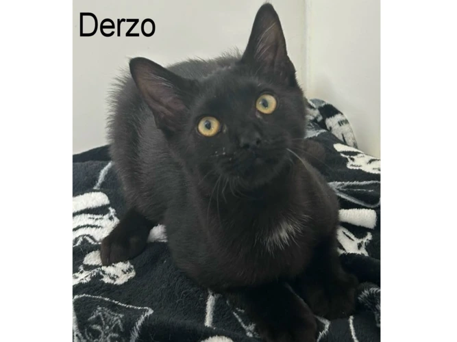DERZO