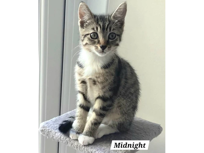 MIDNIGHT