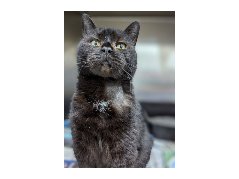 Find a cat near you Adopt a cat Cats Protection