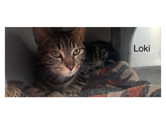 Loki