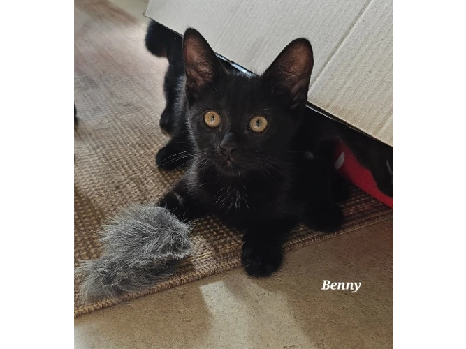 Benny