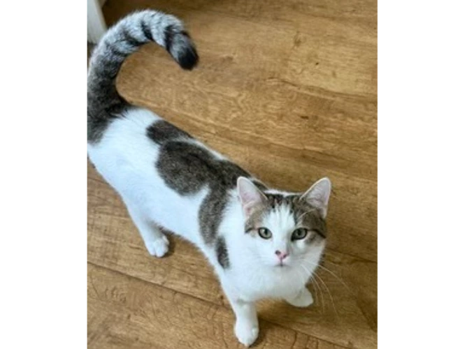 Calico