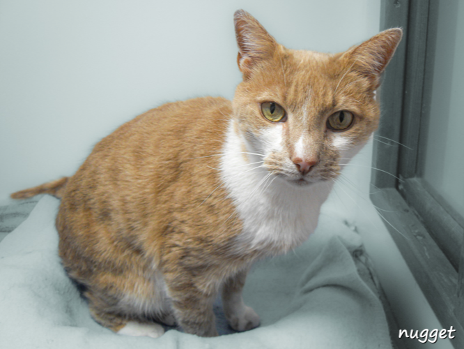 Nugget — Domestic Cat