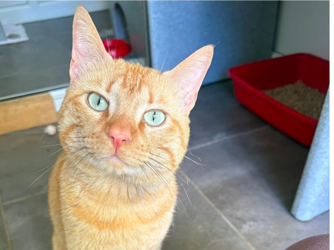 Simba