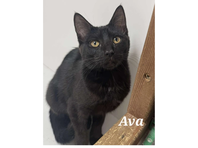 AVA