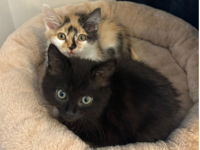 Rex & Missy