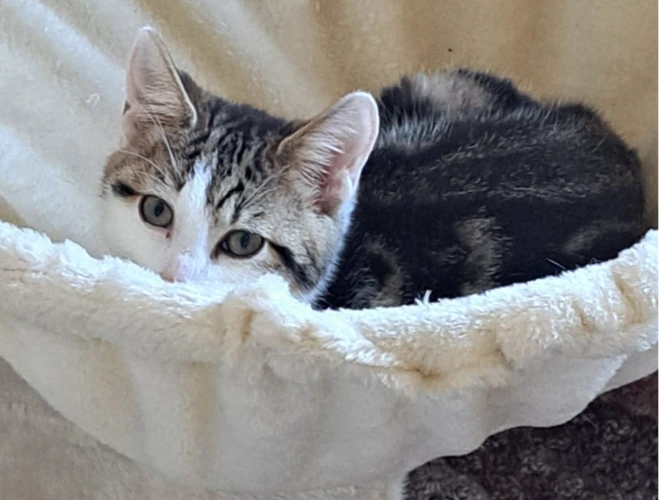 Kittens – Bob the Builder kittens - 🌸 Wendy & Roley