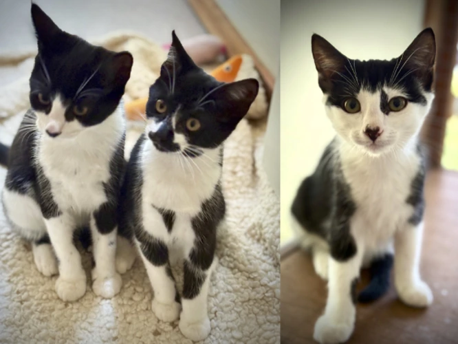 The Surrealist Kittens -Miro, Dali and Yuki