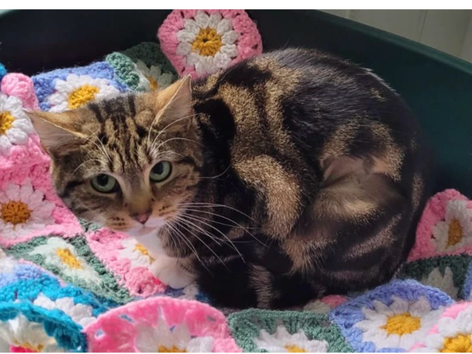 Tabby