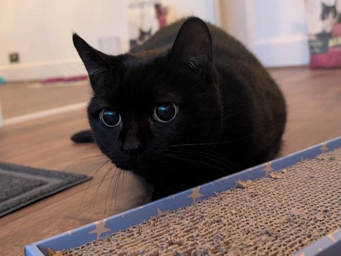 7-year-old Tilly